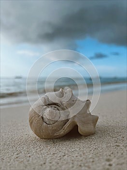 A big shell lies on the sand at the background of the Caribbean sea on Aruba beach