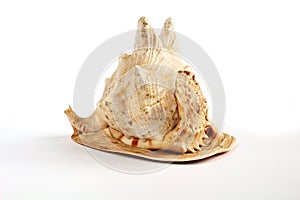 Big shell on a white background