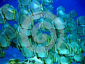 Big shoal of Batfish
