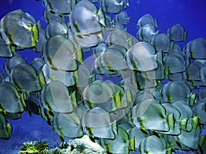 Big shoal of Batfish
