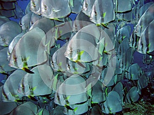 Big shoal of Batfish