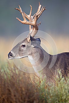 Big side portrait of whitetail buck