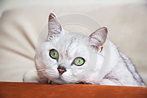 Big silver British cat with intelligent, beautiful green eyes resting on the couch and attentively looking at us