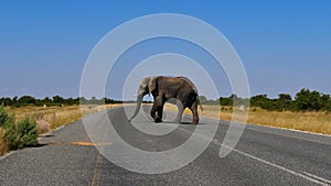 Big single African elephant with ivory tusks crossing the main road between Kasane and Nata in Kalahari desert, Botswana, Africa.