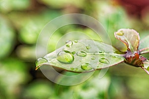 Big, single drop of water hanging from grass blades, all in juicy green colors. Green leaf and water drops detail.