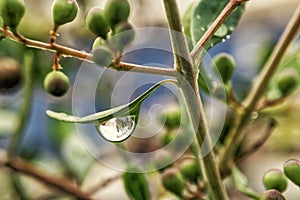 Big, single drop of water hanging from grass blades, all in juicy green colors. Green leaf and water drops detail.