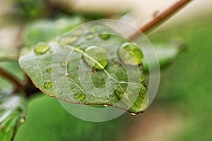 Big, single drop of water hanging from grass blades, all in juicy green colors. Green leaf and water drops detail.