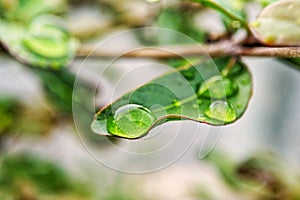 Big, single drop of water hanging from grass blades, all in juicy green colors. Green leaf and water drops detail.