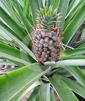 Big single Pineapple growing in a farm