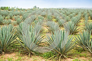 Big sisal plantation photo