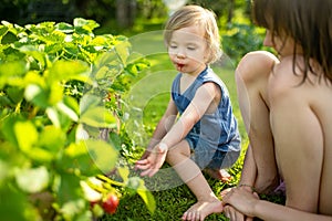 Big sister feeding fresh organic strawberries to her toddler brother on summer day. Kid having fun on a strawberry farm outdoors