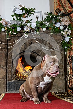 Big six months old puppy of American Bully breed, with serious face expression sits in front of burned home fireplace.