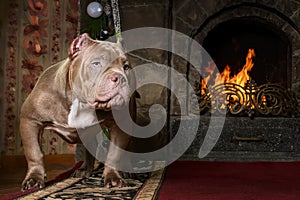 Big six months old puppy of American Bully breed, with serious face expression, stands in front of burned home fireplace.