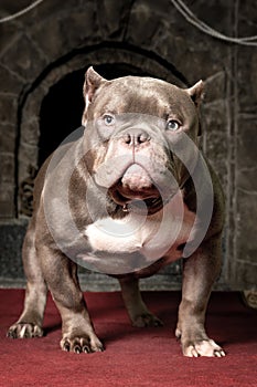 Big six months old puppy of American Bully breed, with serious face expression, stands in front of home fireplace.