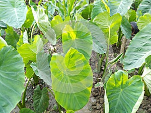 Big size arbi leaves green in colour crop farming photo