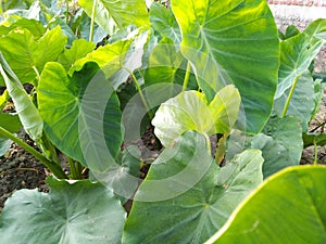 Big size arbi leaves green in colour crop farming photo