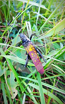 Big size colourful beautiful grasshopper feeding on the green grass