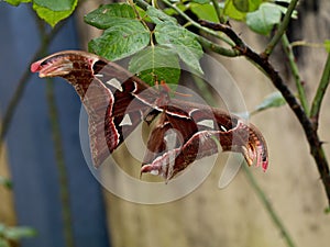 A big size  night butterfly or moth belonging to the paraphyletic group of insects photo