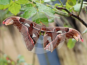 A big size  night butterfly or moth belonging to the paraphyletic group of insects photo