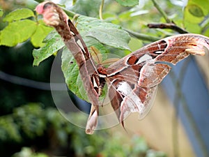 A big size  night butterfly or moth belonging to the paraphyletic group of insects photo