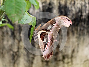 A big size  night butterfly or moth belonging to the paraphyletic group of insects photo