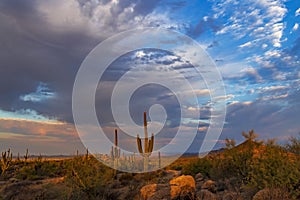 Big Sky Arizona Desert Landscape With Cactus & Mountains