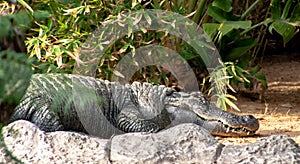 A big sleeping crocodile on a stone