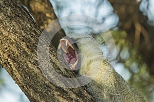 Big sleepy vervet monkey yawning in a tree