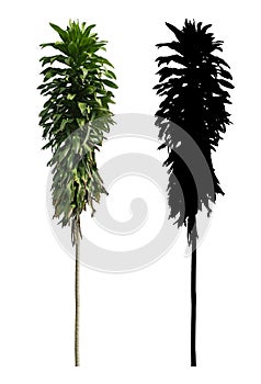 A big slim tall green leaves Janet Craig tree with black alpha mask isolated on white background