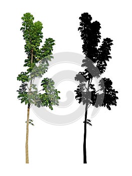 A big slim tall green leaves tree with black alpha mask isolated on white background.