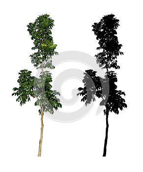 A big slim tall green leaves tree with black alpha mask isolated on white background.