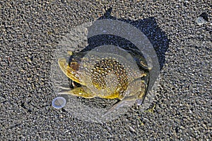 Big slimy green frog with bumps standing on the ground next to a coin