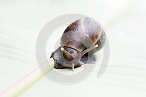 A big slimy snail on a leaf in a tropical garden