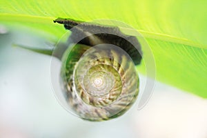 A big slimy snail on a leaf in a tropical garden