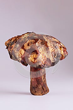 Big slippery jack edible mushroom