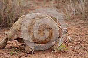 A big slow turtleï¼Œ Slowly crawl overï¼Œ Back view