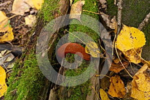 Big slug in autumn or fall nature