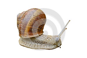 Big slug snail in shell from the garden isolated on white background