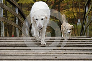 A big and a small dog as best friends.