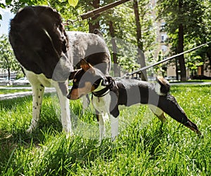 Big and small dogs on leashes getting to know each other sniffing each other while walking on the green grass