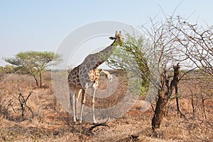 Big and small giraffe