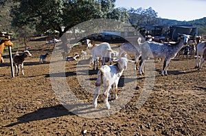 Big and small goats in the farm watching to the camera. Autumn, Seville, Spain