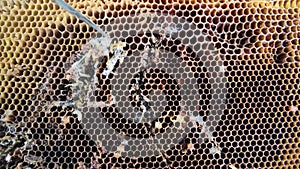 Big and small larvas of wax moth raising in old honeycombs,close up life of Galleriini caterpillar,parasite in the hive