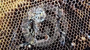 Big and small larvas of wax moth raising in old honeycombs,close up life of Galleriini caterpillar,parasite in the hive