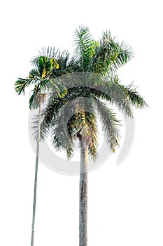 Big and small palm tree on white background