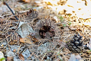 Big and small pine cones lie on the fallen needles in the garden in Russia