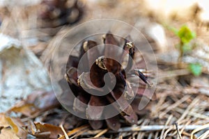 Big and small pine cones lie on the fallen needles in the garden in Russia