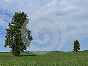 Big and small tree, asymmetrical landscape with copyspace, minimalistic image