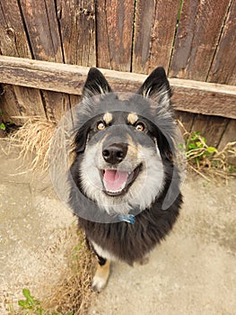 Big smiles on happy doggo