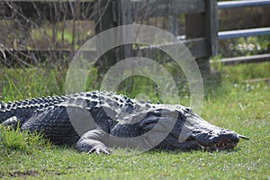 Big Smiling Alligator
